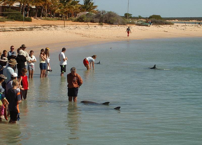 imgp4322.jpg - Dolphins at Monkey Mia