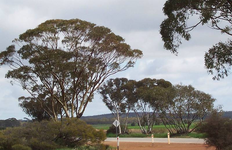 100_1408.jpg - Countryside between Perth and Kalgoorlie