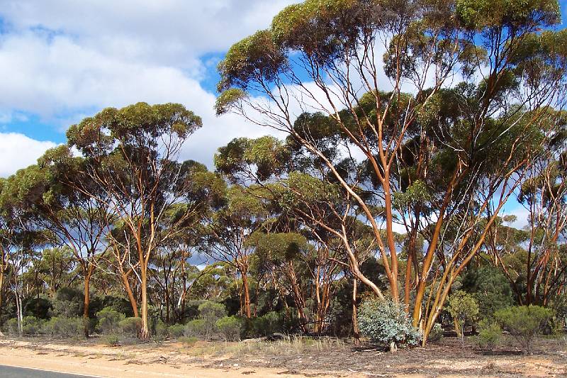 100_1438.jpg - Trees along road near Newman Rocks