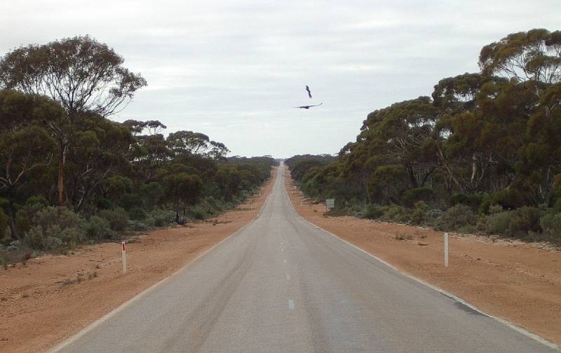 imgp4804.jpg - Birds cruising above road