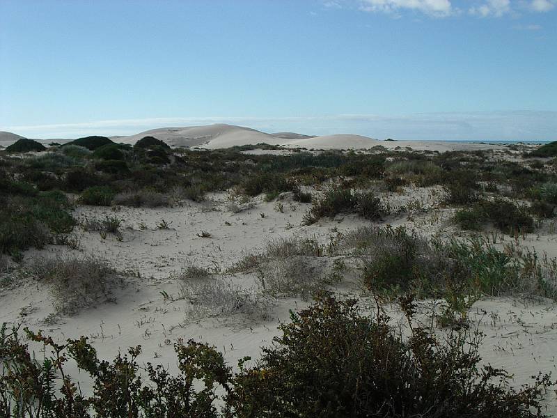 imgp4867.jpg - Eucla, sand dunes