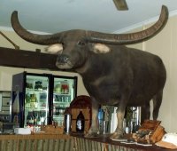 Charlie, the water buffalo from the Crocodile Dundee films
