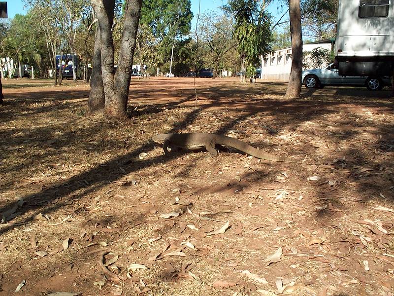 dcp_1389.jpg - Large goanna in Cooinda campground