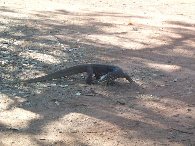 dcp_1393.jpg - Large goanna in Cooinda campground