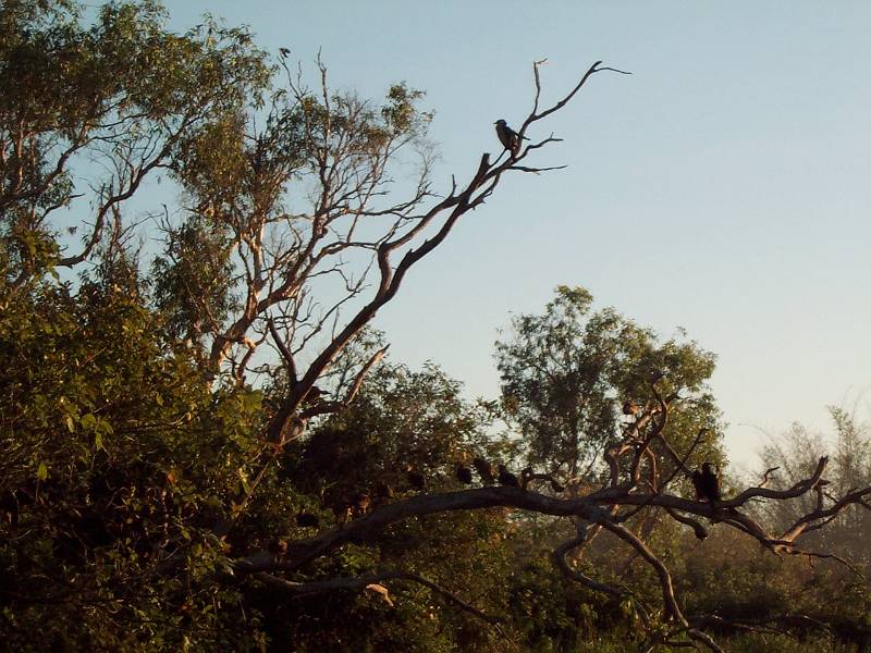 dcp_1407.jpg - Yellow Water dawn cruise, Kakadu