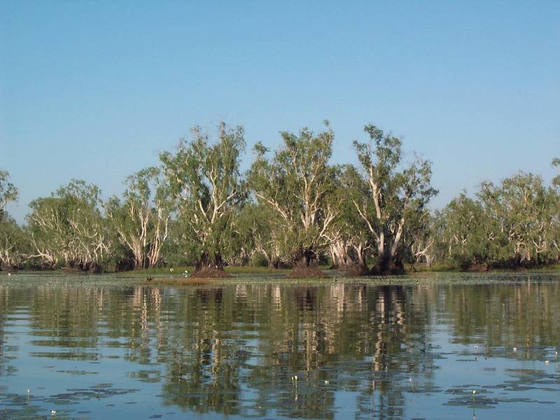 dcp_1420.jpg - Yellow Water dawn cruise, Kakadu